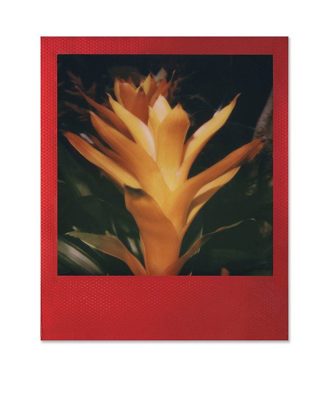 Polaroid_Originals_Color_Film_600_Metallic_Red_Frame_Edition