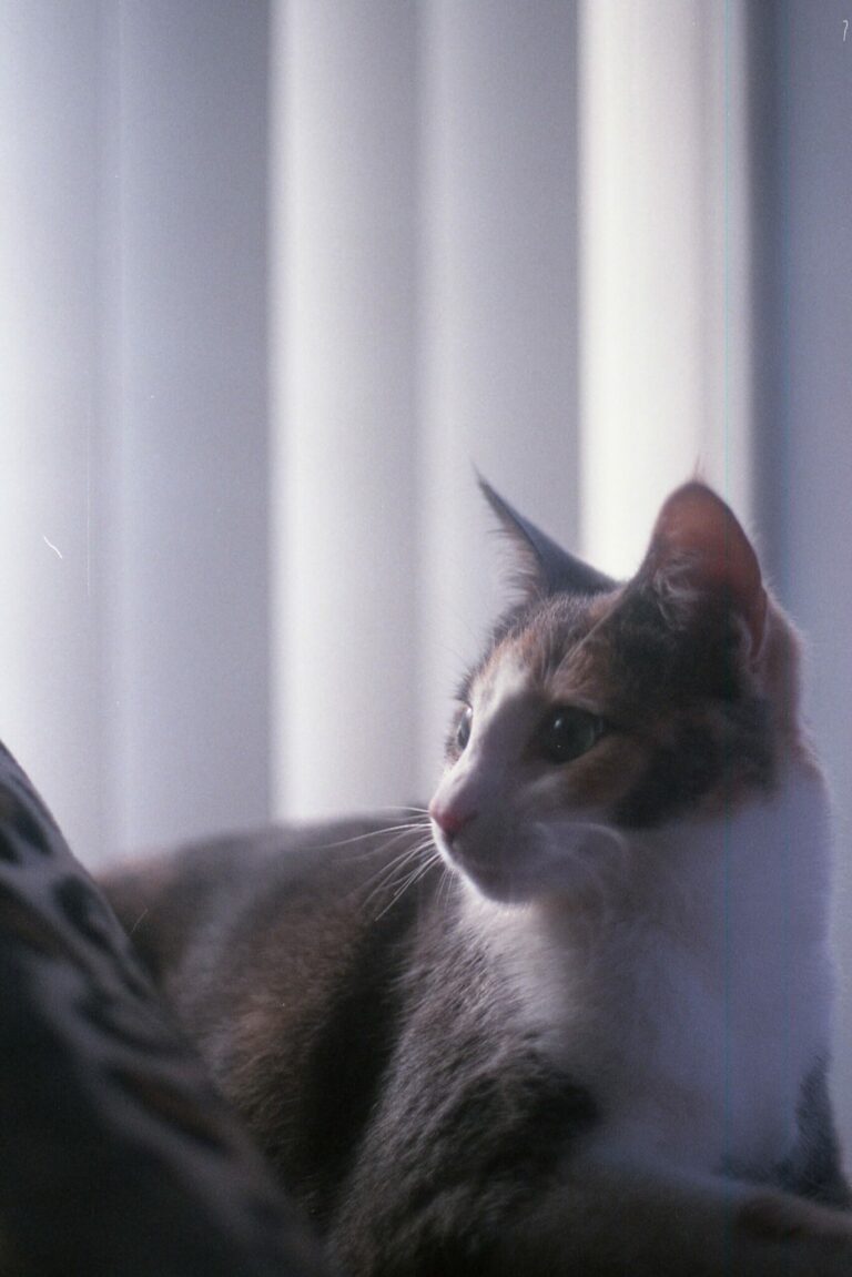 Canon AV-1
