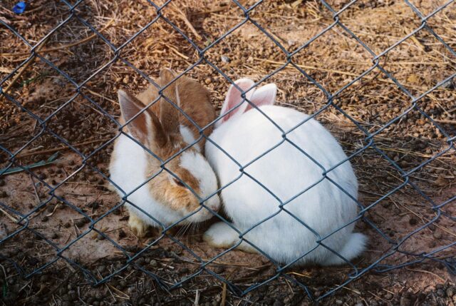 King Film Perutz Color 400/135-36