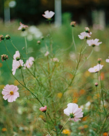 King Film Perutz Color 400/135-36