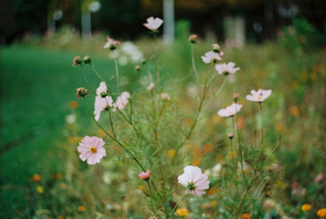 King Film Perutz Color 400/135-36