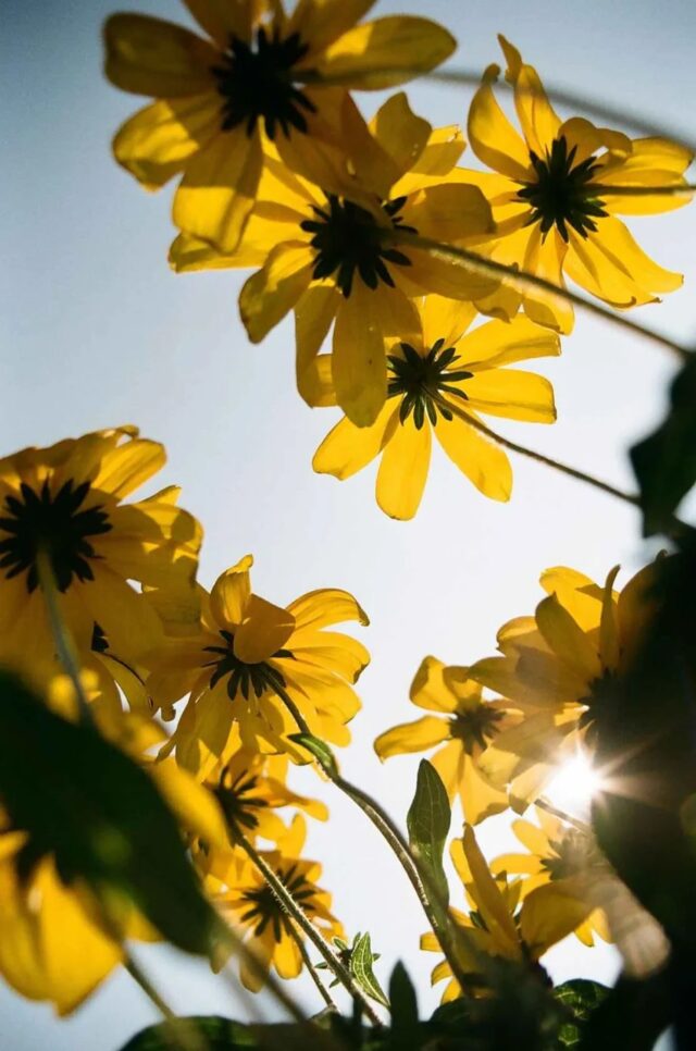 Kodak Kodacolor 100/135-36